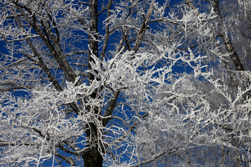 A tree in the snow against a blue 