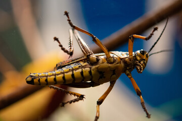 close up of a grasshopper