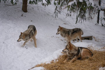 Wolves in snow