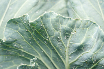 Whitefly Aleyrodes proletella agricultural pest on cabbage leaf