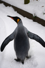 penguin on the snow