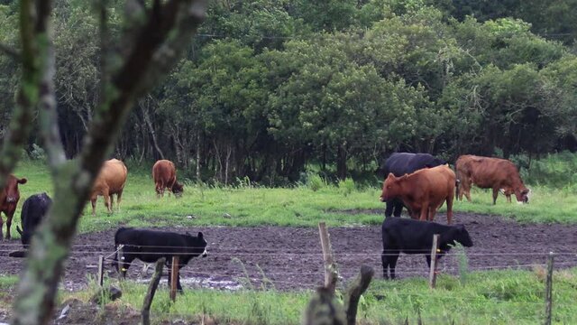 Gado no pasto