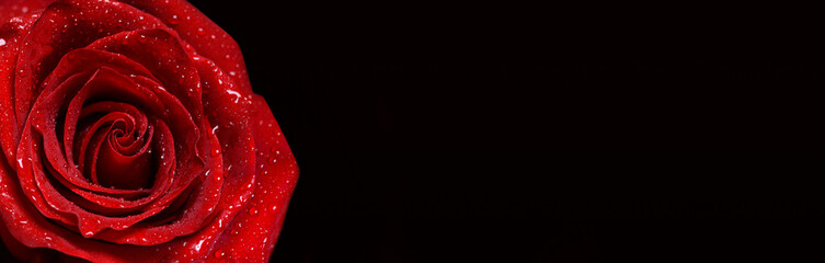 Red rose on a black background.Copy space for text. Banner