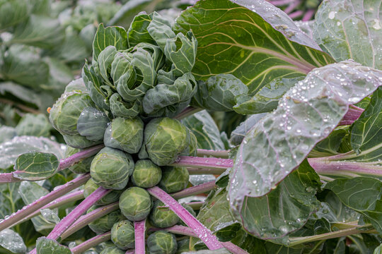 Brussels sprouts before harvest 