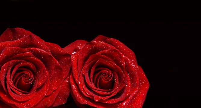 Two Red roses on a black background.Copy space for text. Banner
