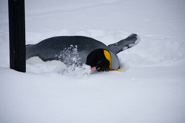 Penguin in Snow