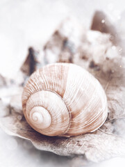 Obraz na płótnie Canvas seashell on the beach