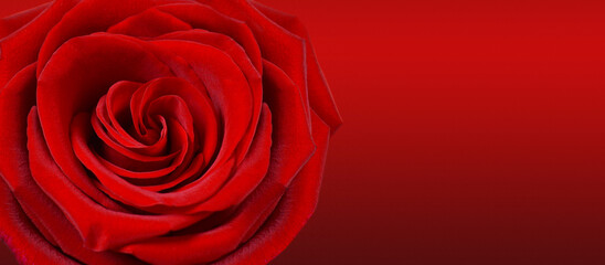 Macro image of red rose on a red background. Copy space for text.