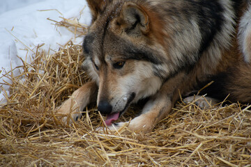 Wolf Licking Paw