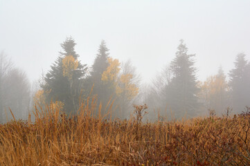 Sunrise in an agricultural field with fog and golden rye covered with dew on an early summer morning. Landscape.