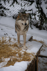 wolf in snow