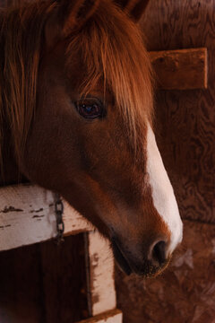 Tête d'un cheval brun image stock. Image du crinière - 235969169