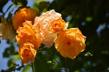 オレンジ色のバラ