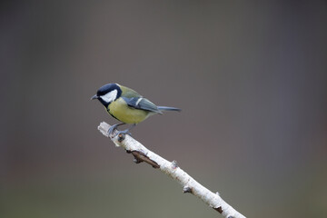 Mésange charbonnière Parus major perchée sur une branche de bouleau