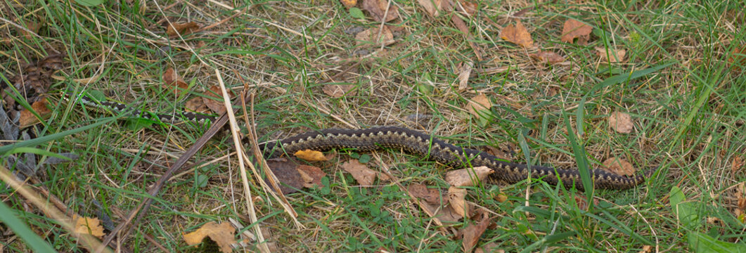 Viper In Autumn. Snake Crawls, Crossing My Path. Scientific Name - Vipera Berus. On Sides Of Snake Are Characteristic Zigzag Stripes.