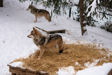 wolf in winter