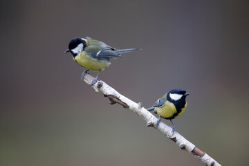 Mésange charbonnière Parus major perchée sur une branche de bouleau