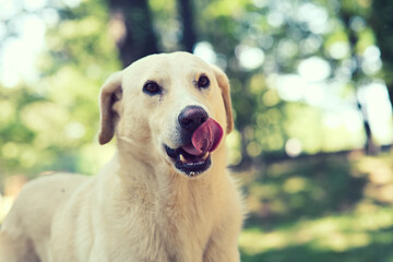 labrador licking his mustache after eating