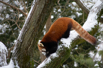 red panda in tree