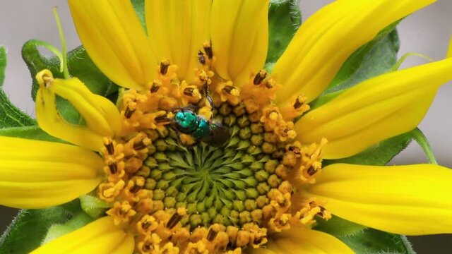 Abelha silvestre coletando p&oacute;len na flor amarela