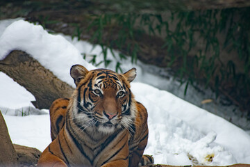 tiger in snow