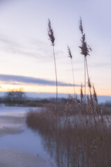 Pampas grass in the sky with sunset, Abstract natural background of soft plants Cortaderia selloana moving in the wind. Bright and clear scene of plants similar to feather dusters. beauty