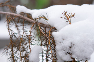 tree in snow