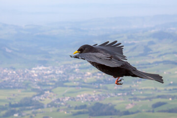 Schwarze Alpendohlen fliegend über dem Abgrund
