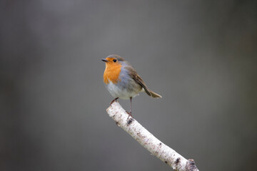 Rougegorge familier Erithacus rubecula perché sur une branche de bouleau