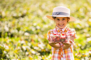 little girl picking strawberries in the field