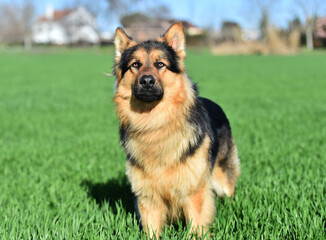 a nice german shepherd in a green field
