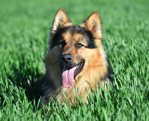 a nice german shepherd  in a green field