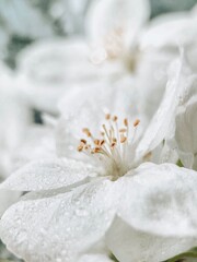 close up of white flower