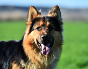 a nice german shepherd in a green field