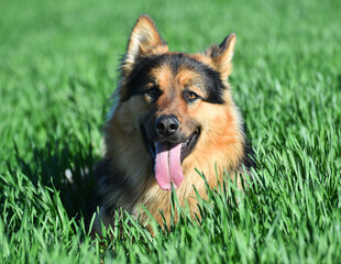 a nice german shepherd in a green field