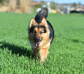 a nice german shepherd in a green field