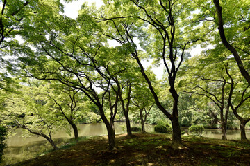 新緑の森