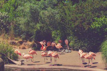 Pink flamingos in Seattle zoo