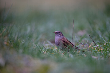 Accenteur mouchet Prunella modularis au sol dans l'herbe