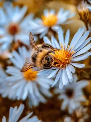 Photo sur Aluminium Abeille bee on flower