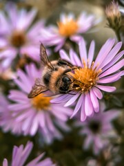 bee on a flower