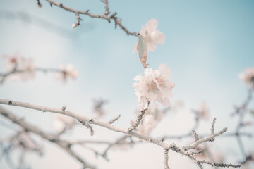 Hello, spring. Abstract dreamy image of spring. Blurred white cherry blossoms tree on blue sky background. Selective focus. Vintage trendy toned.