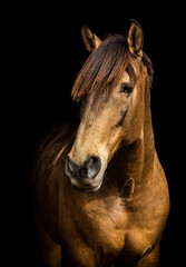 Portrait of golden Lusitano horse, on black background.