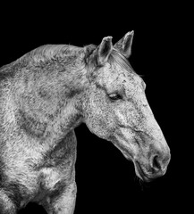 Portrait of white Lusitano horse, on black background.