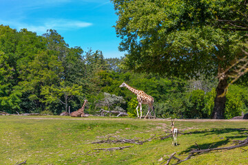Giraffes roaming in the Seattle zoo in summer