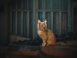 Ginger kitten sits on a roof tiles against the background of old windows