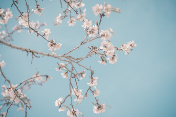 Hello, spring. Abstract dreamy image of spring. Blurred white cherry blossoms tree on blue sky background. Selective focus. Vintage trendy toned.