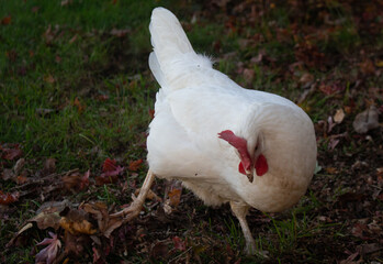white chicken in the grass