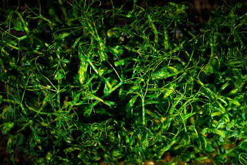 Young pea sprouts close up. Green shoots of sprouted grains. Shoots on a black background. Contrasting dramatic light as an artistic effect.