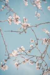 Hello, spring. Abstract dreamy image of spring. Blurred white cherry blossoms tree on blue sky background. Selective focus. Vintage trendy toned.